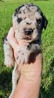 Merle male, a male Great Dane for sale in Lake City, FL – 3 of 6