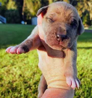 Fawn merle male, a male Great Dane for sale in Lake City, FL – 6 of 7