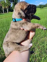 Brindle merle male, a male Great Dane for sale in Lake City, FL – 6 of 6