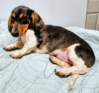 Ben , a male Miniature Dachshund for sale in Lake City, FL – 1 of 4
