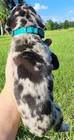 Merle male, a male Great Dane for sale in Lake City, FL – 5 of 6