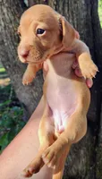 Ivory, a female Miniature Dachshund for sale in Lake City, FL – 2 of 8