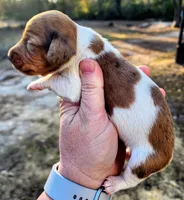 Red dapple pie male , a male Miniature Dachshund for sale in Lake City, FL – Photo 7 of 7