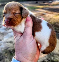 Red dapple pie male , a male Miniature Dachshund for sale in Lake City, FL – Photo 6 of 7