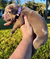 Blue fawn merle female light purple, a female Great Dane for sale in Lake City, FL – 3 of 10