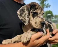 Merle male, a male Great Dane for sale in Lake City, FL – 8 of 9