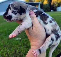 Fawn harlequin male, a male Great Dane for sale in Lake City, FL – 5 of 5