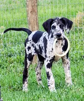 Ash, a female Great Dane for sale in Lake City, FL – 2 of 2