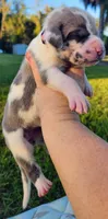 Blue fawn harlequin female, a female Great Dane for sale in Lake City, FL – 2 of 7