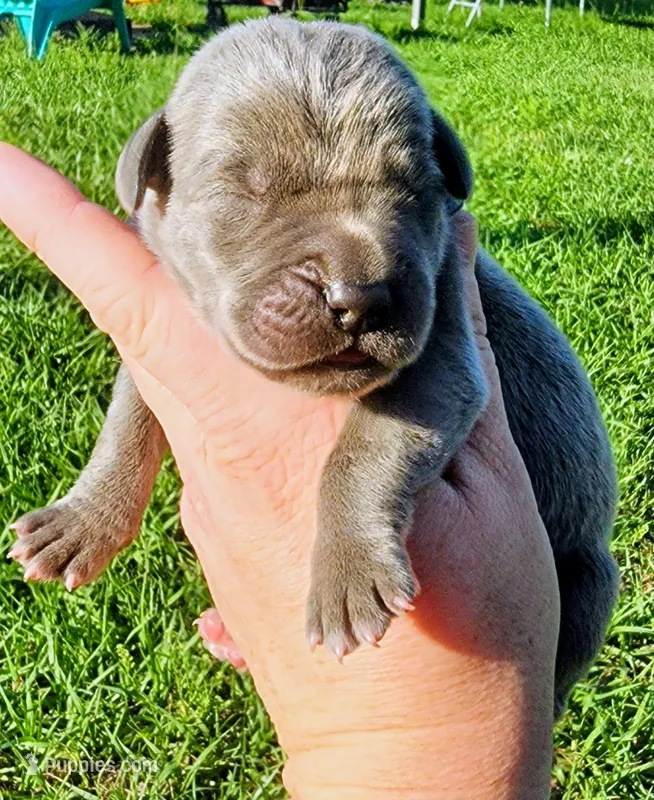 Blue male  – Great Dane puppy for sale in Lake City, FL