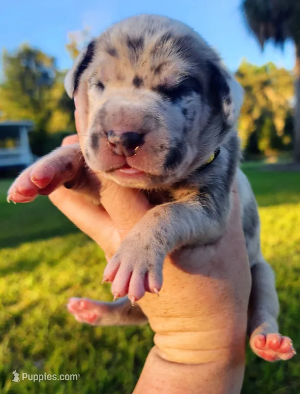 Blue fawn merle male – Great Dane puppy for sale in Lake City, FL