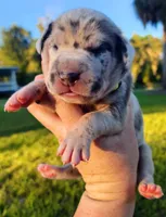 Blue fawn merle male, a male Great Dane for sale in Lake City, FL – 1 of 6