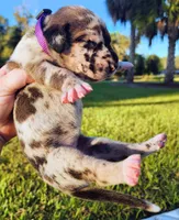 Fawn harlequin female purple, a female Great Dane for sale in Lake City, FL – 3 of 6