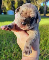 Fawn merle female, a female Great Dane for sale in Lake City, FL – 4 of 8