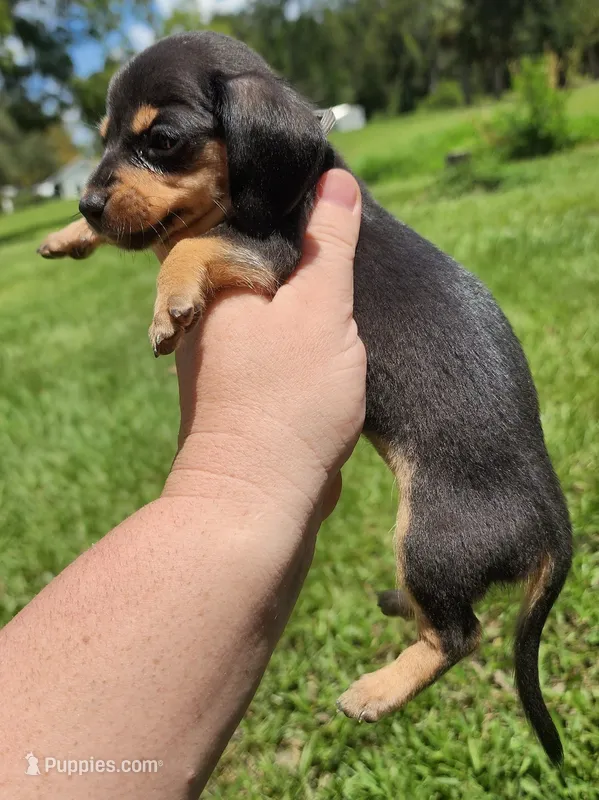 Black and tan shorthair female I – Miniature Dachshund puppy for sale in Lake City, FL
