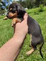 Black and tan shorthair female I, a female Miniature Dachshund for sale in Lake City, FL – 1 of 7