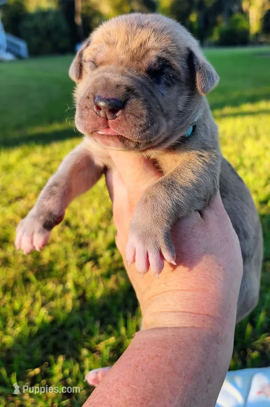 Fawn merle male – Great Dane puppy for sale in Lake City, FL
