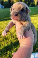 Fawn merle male, a male Great Dane for sale in Lake City, FL – 1 of 7