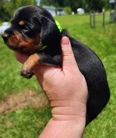 Black and tan female Green, a female Miniature Dachshund for sale in Lake City, FL – 5 of 5