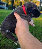 Fawn harlequin female, a female Great Dane for sale in Lake City, FL – 2 of 6