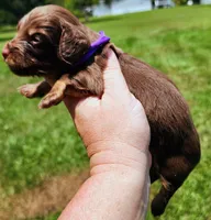 Chocolate and tan long hair female, a female Miniature Dachshund for sale in Lake City, FL – 5 of 5