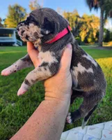 Fawn harlequin female, a female Great Dane for sale in Lake City, FL – 6 of 6