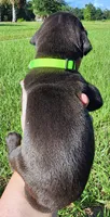 Black Male, a male Great Dane for sale in Lake City, FL – 2 of 4