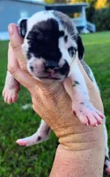 Fawn harlequin male, a male Great Dane for sale in Lake City, FL – 4 of 5