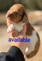 Red dapple pie male , a male Miniature Dachshund for sale in Lake City, FL – Photo 2 of 7