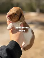 Red dapple pie male , a male Miniature Dachshund for sale in Lake City, FL – Photo 1 of 7