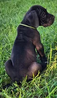 Black male , a male Great Dane for sale in Lake City, FL – 8 of 8