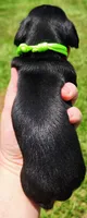 Black and tan female Green, a female Miniature Dachshund for sale in Lake City, FL – 4 of 5