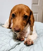 Digger, a male Miniature Dachshund for sale in Lake City, FL – 2 of 6