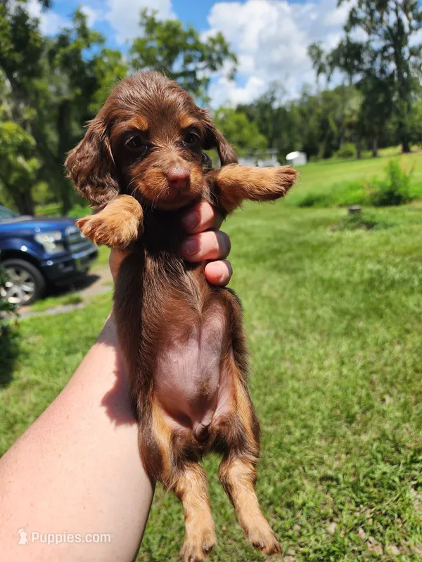 Chocolate and tan long hair female – Miniature Dachshund puppy for sale in Lake City, FL
