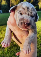 Blue fawn merle male, a male Great Dane for sale in Lake City, FL – 5 of 6