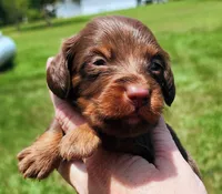Chocolate and tan long hair male, a male Miniature Dachshund for sale in Lake City, FL – 3 of 4