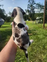 Harlequin male, a male Great Dane for sale in Lake City, FL – 3 of 4