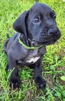 Black male , a male Great Dane for sale in Lake City, FL – 5 of 8