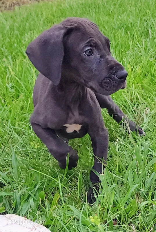 Black Male – Great Dane puppy for sale in Lake City, FL