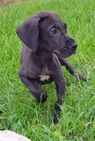 Black Male, a male Great Dane for sale in Lake City, FL – 1 of 3