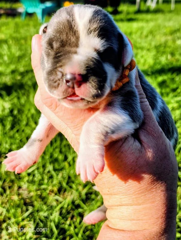 Blue harlequin female  – Great Dane puppy for sale in Lake City, FL
