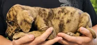 Brindle merle male, a male Great Dane for sale in Lake City, FL – 3 of 5