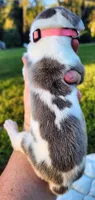 Blue fawn harlequin female, a female Great Dane for sale in Lake City, FL – 4 of 7