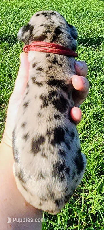 Merle male  – Great Dane puppy for sale in Lake City, FL