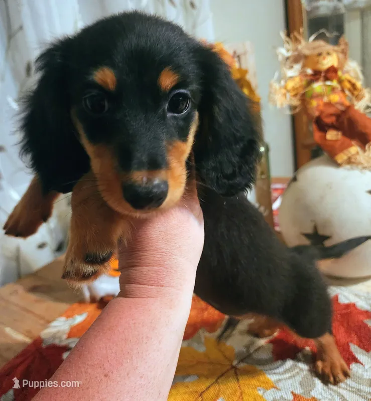 Long hair black and tan male – Miniature Dachshund puppy for sale in Lake City, FL