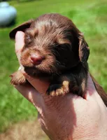 Chocolate and tan long hair female, a female Miniature Dachshund for sale in Lake City, FL – 2 of 5