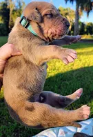 Fawn merle male, a male Great Dane for sale in Lake City, FL – 4 of 7