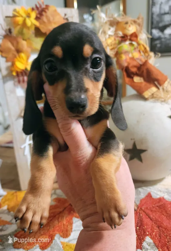Black and tan shorthair female I – Miniature Dachshund puppy for sale in Lake City, FL