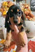 Black and tan shorthair female, a female Miniature Dachshund for sale in Lake City, FL – 1 of 6