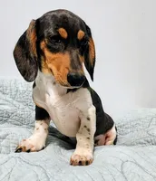 Ben , a male Miniature Dachshund for sale in Lake City, FL – 3 of 4